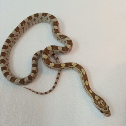 Gold Dust Corn Snake for sale