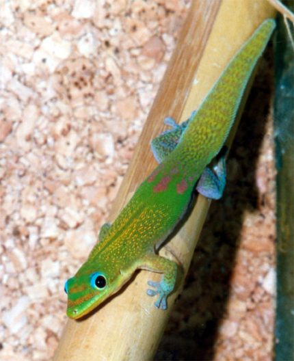 Gold Dust Day Gecko for sale