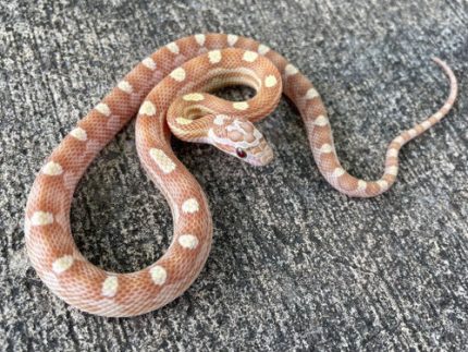 Gold Dust Motley Corn Snake for sale | Snakes at Sunset
