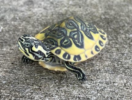Golden Flame Red Belly Turtle for sale  (Pseudemys nelsoni)