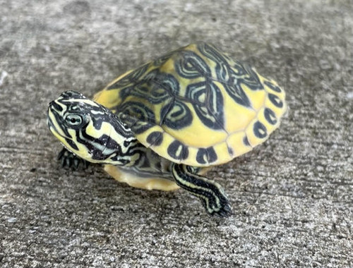 Golden Flame Red Belly Turtle for sale (Pseudemys nelsoni) Golden Flame Red Belly Turtle for sale (Pseudemys nelsoni)