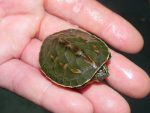 Chinese Golden Thread Turtles for sale
