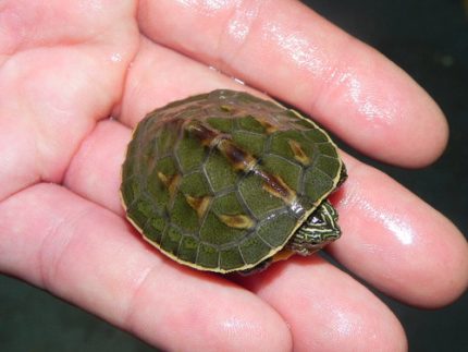 Chinese Golden Thread Turtles for sale