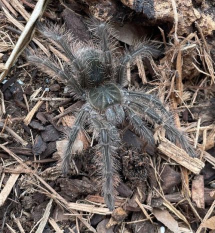Goliath Bird Eater tarantula for sale(Theraphosa blondi)
