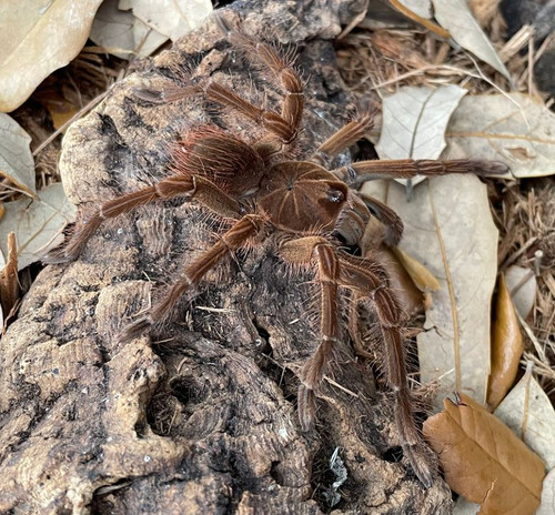 Goliath Pinkfoot for sale ( Theraphosa apophysis) Goliath Pinkfoot for sale ( Theraphosa apophysis)