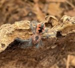Costa Rican Goliath Bird Eater for sale  (Pamphobeteus sp. )