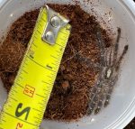 Gooty Sapphire Ornamental Tarantula for sale (Poecilotheria metallica)