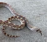 Gopher Snake for sale