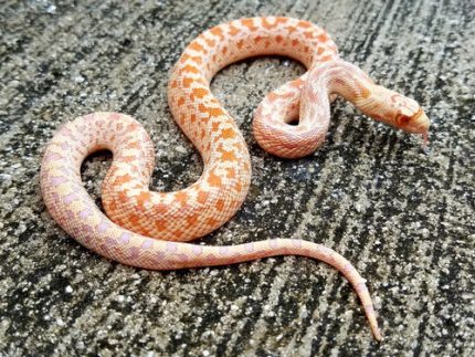 Albino Gopher Snake for sale
