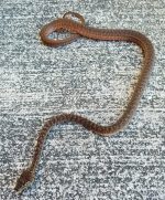 Granite Carpet Python for sale (Morelia spilota sp)