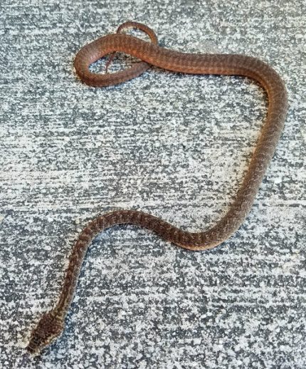 Granite Carpet Python for sale (Morelia spilota sp)