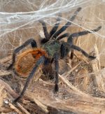 Green Bottle Blue Tarantula for sale