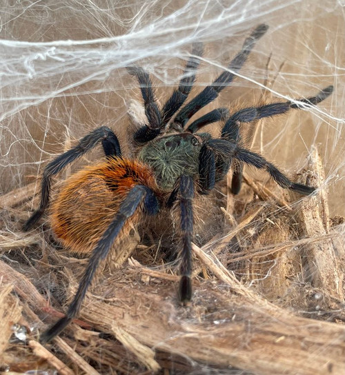 Chromatopelma cyaneopubescens FOR SALE Green Bottle Blue Tarantula for sale