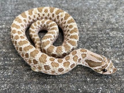 Green Phase Western hognose snakes for sale