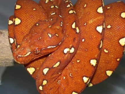 Green Tree Python for sale