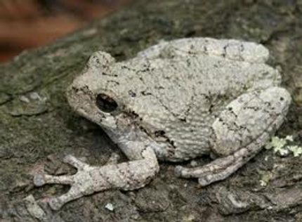 Grey Tree Frog for sale