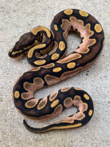 Bubble Gum Calico Ball Python for sale