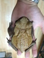 Bufo guttata for sale  - Red Sided Toad for sale | Snakes at Sunset