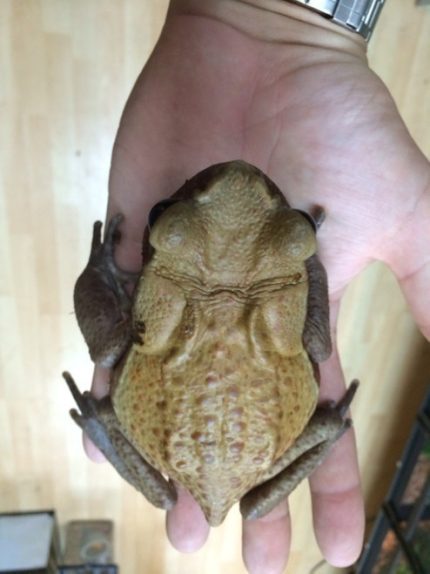 Bufo guttata for sale  - Red Sided Toad for sale | Snakes at Sunset
