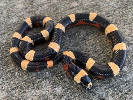 Halloween Pueblan Milk SNAKE FOR SALE