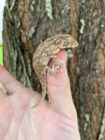 Helmeted Geckos for sale