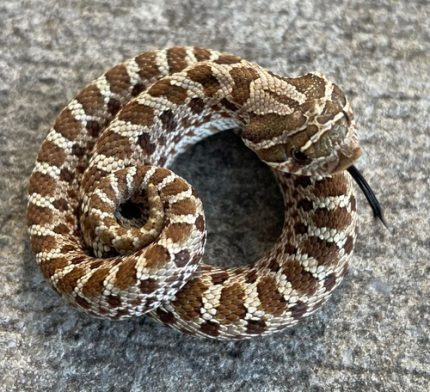 het PPA HOGNOSE FOR SALE