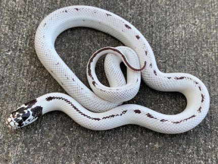 High White Reverse California Kingsnake For sale | Snakes at Sunset
