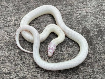 High White Albino Banana California King Snake for sale