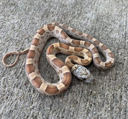 Honey Motley Corn Snake  for sale