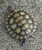 Hybino Red Ear Slider for sale