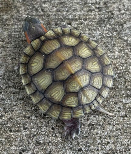 Hybino Red Ear Slider for sale
