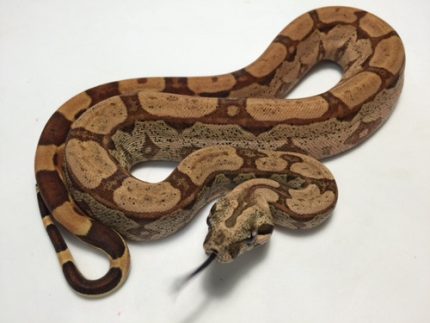 Hypo Arabesque Boas for sale | Snakes at Sunset