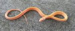 Hypo Chinese  Beauty Snake for sale (Orthriophis taeniura taeniura)