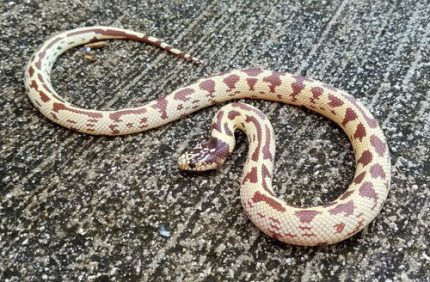 Hypo California King Snake for sale