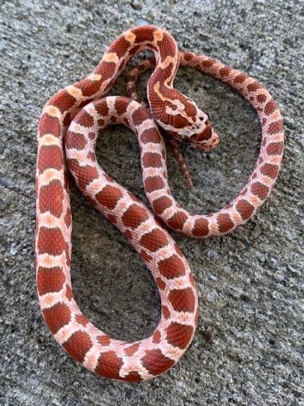 Hypo Corn Snake for sale | Snakes at Sunset