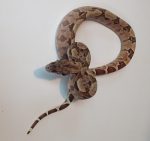 Baby Hypo Salmon Boa Constrictor for sale