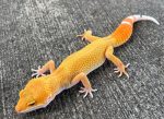 Leopard Geckos for sale - females | Snakes at Sunset