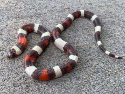 Hypomelanistic Pueblan Milk Snakes for sale