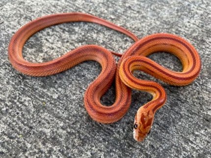 Hypo Striped Corn Snake for sale | Snakes at Sunset