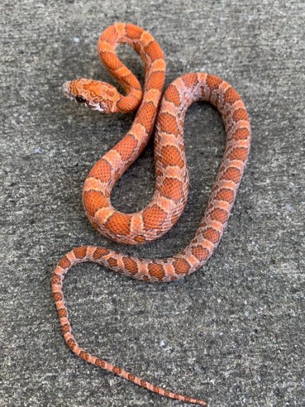 Hypo Sunkissed Corn Snake for sale | Snakes at Sunset