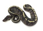 GHI Mojave Ball Pythons for sale | Snakes at Sunset