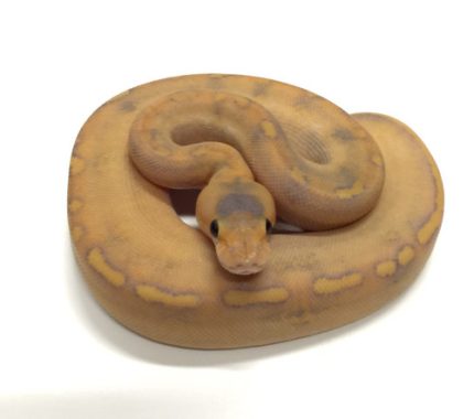 Mimosa Ball Python for sale | Snakes at Sunset
