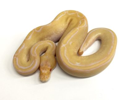 Albino Champagne Ball Python for sale | Snakes at Sunset