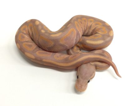 Coral Glow Cinnamon Ball Python for sale | Snakes at Sunset