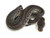 Gargoyle Ball Python for sale | Snakes at Sunset