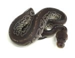Gargoyle Ball Python for sale | Snakes at Sunset