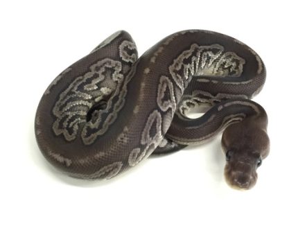 Gargoyle Ball Python for sale | Snakes at Sunset