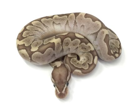 Bamboo Ball Python for sale | Snakes at Sunset