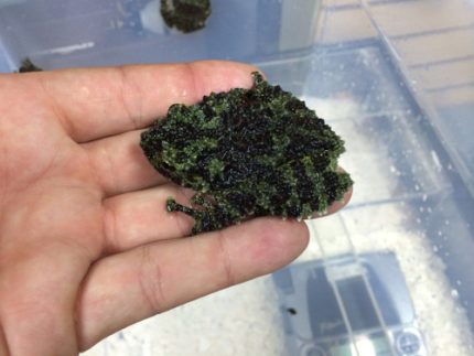 Vietnamese Mossy Frogs for sale