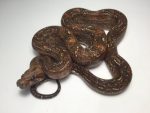 Leopard Boas for sale | Snakes at Sunset